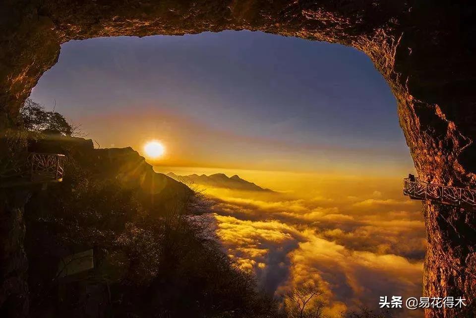 十大野生名贵兰花虎头兰,名贵兰花常见品种介绍图片