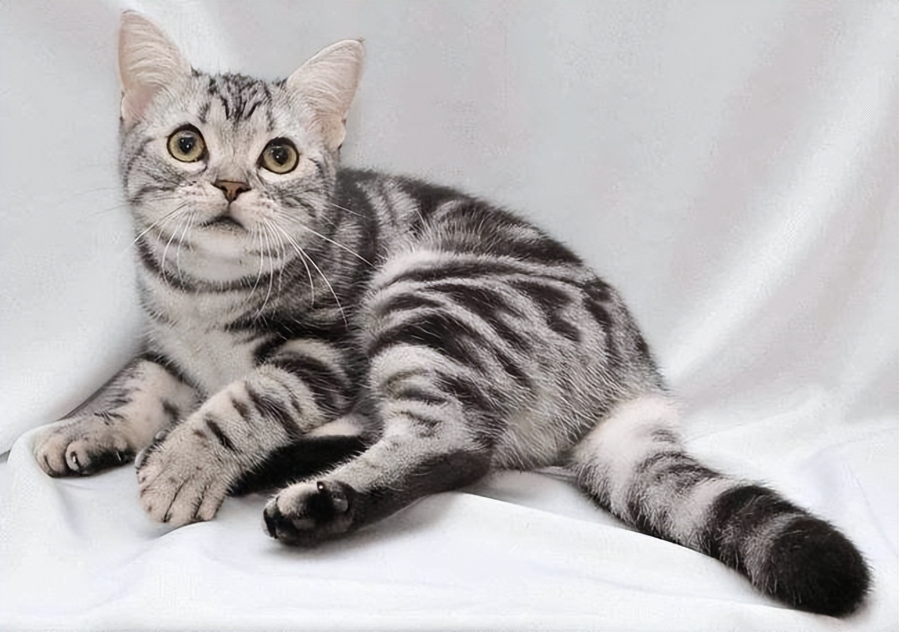 美短猫有哪些品种和优缺点,美短猫最好看能好看到什么程度