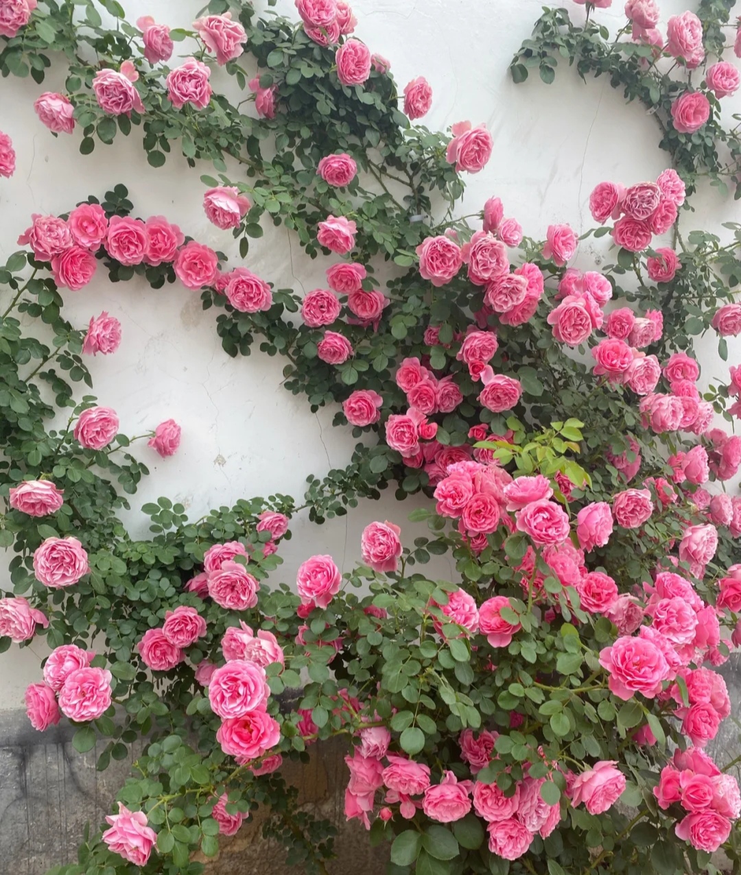 光照不足也能猛开花的藤本月季,抗病好养勤花的藤本月季品种