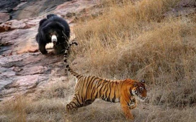 百兽之王和北极熊,百兽之王北极熊