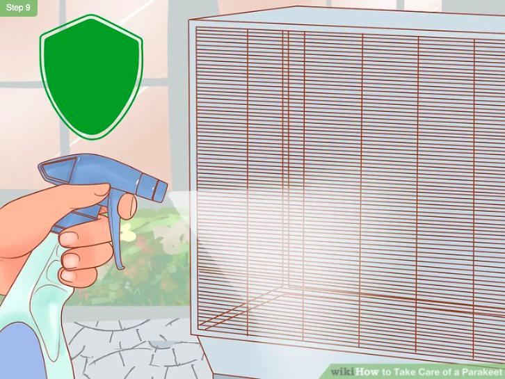 怎么照顾虎皮幼鸟,怎么照料小虎皮鹦鹉