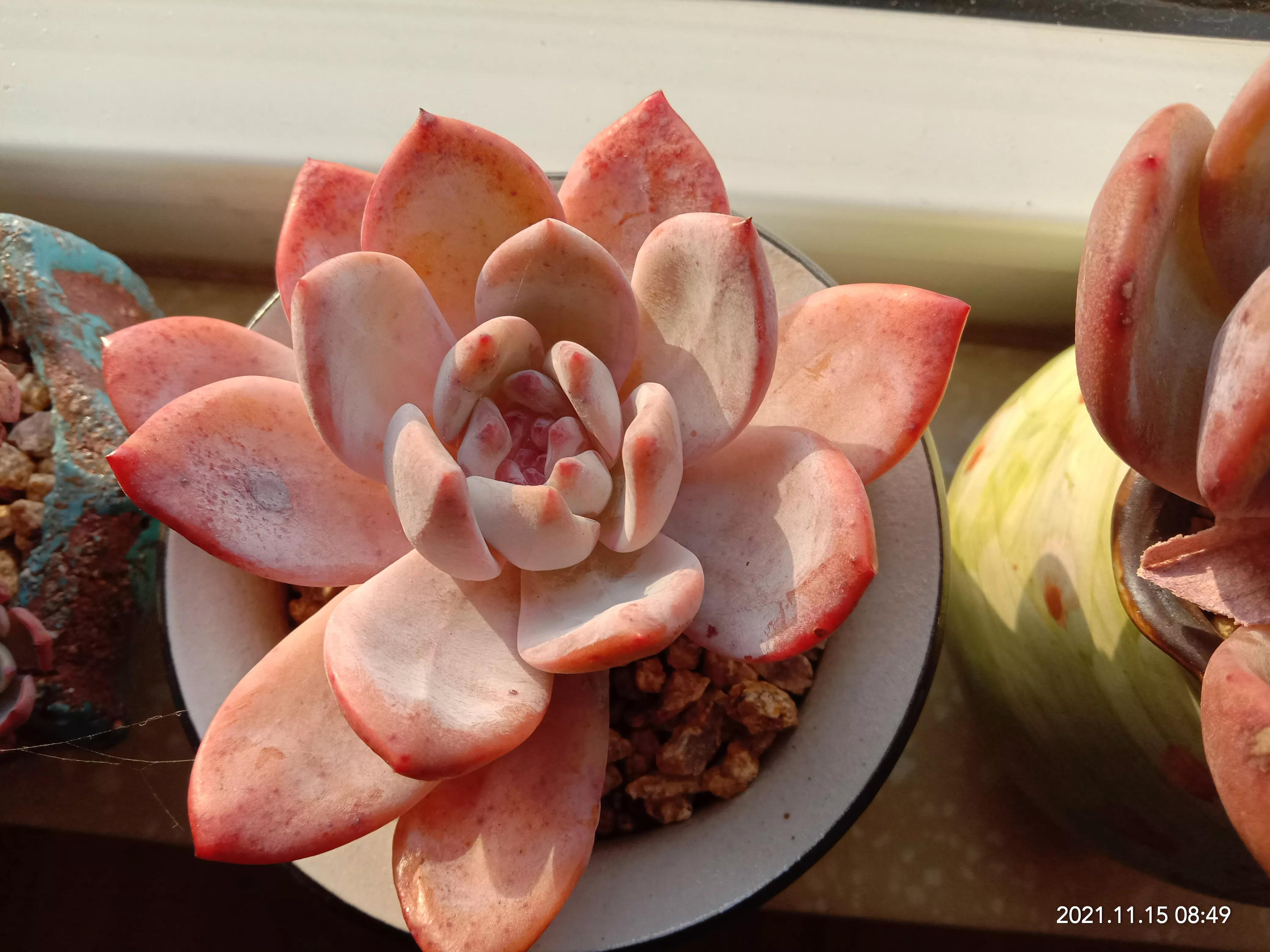 多肉雪天使开花,多肉雪天使养护方法