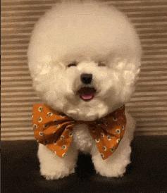 比熊鼻子有三指长纯不纯,怎么知道买的比熊是小体还是标体