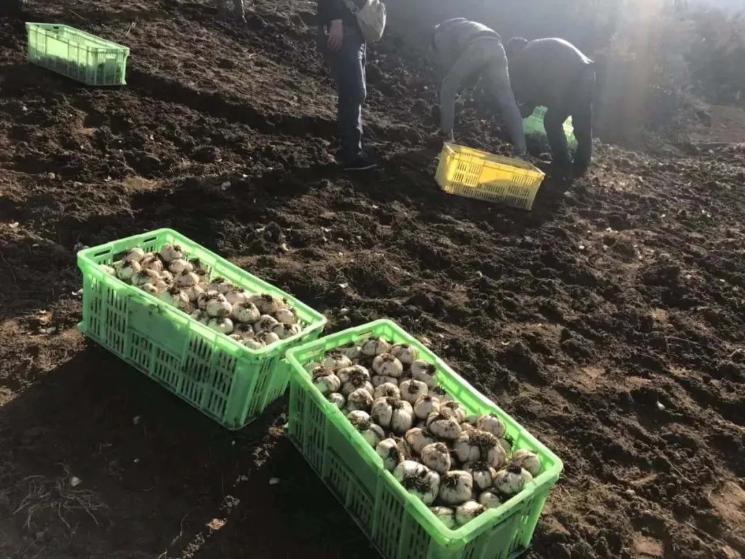 百合素食菜谱,百合腰果甜的