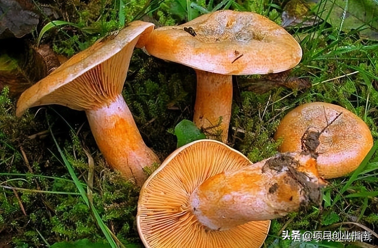 适合新手的赚钱小生意创业,创业小生意最赚钱的行业