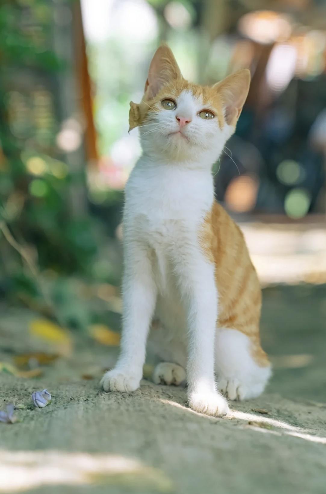 治愈系壁纸｜132张可爱小猫咪的样子