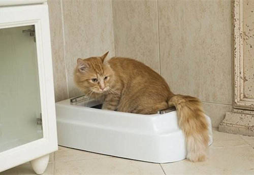 猫咪拉不出来粑粑是怎么回事,猫咪不吃猫粮为什么没有粑粑