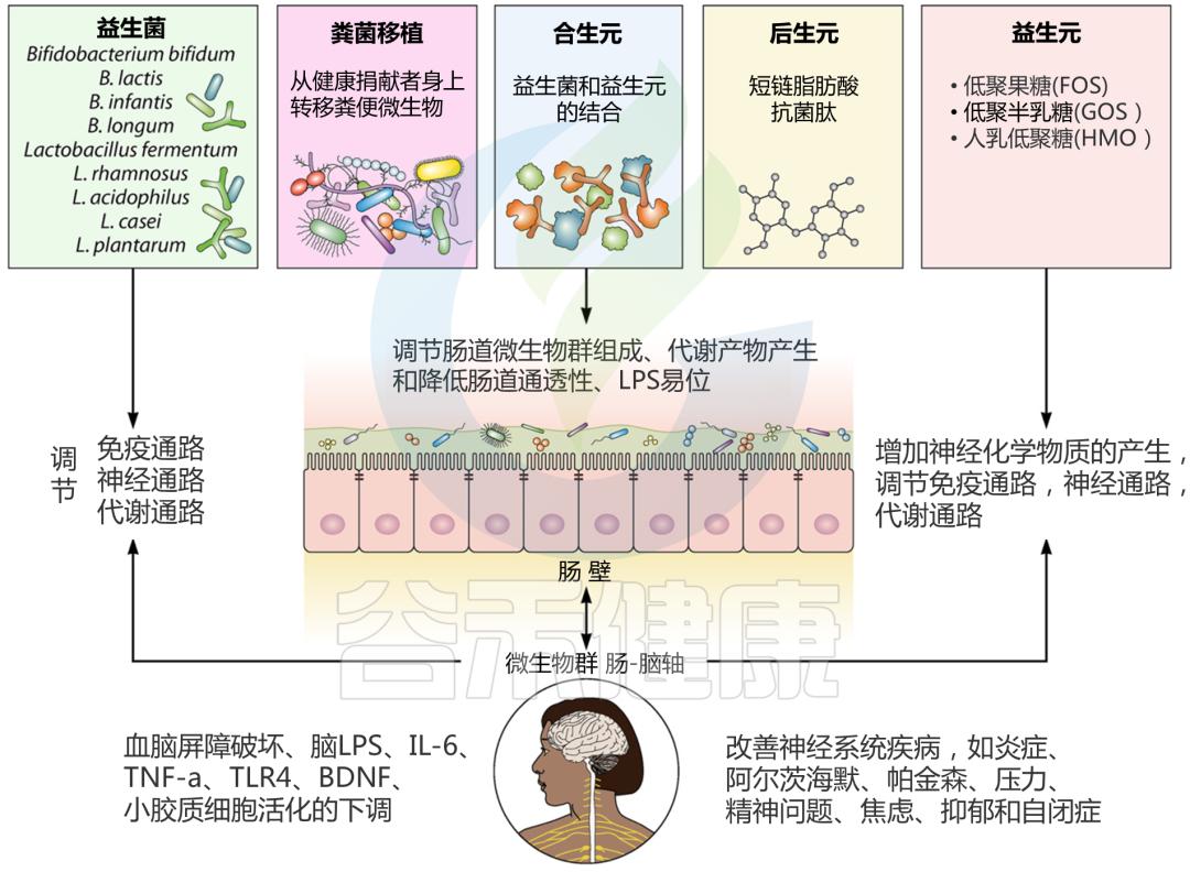 肠道菌群和抑郁精神疾病的关系,肠道菌群与抑郁症及自闭症