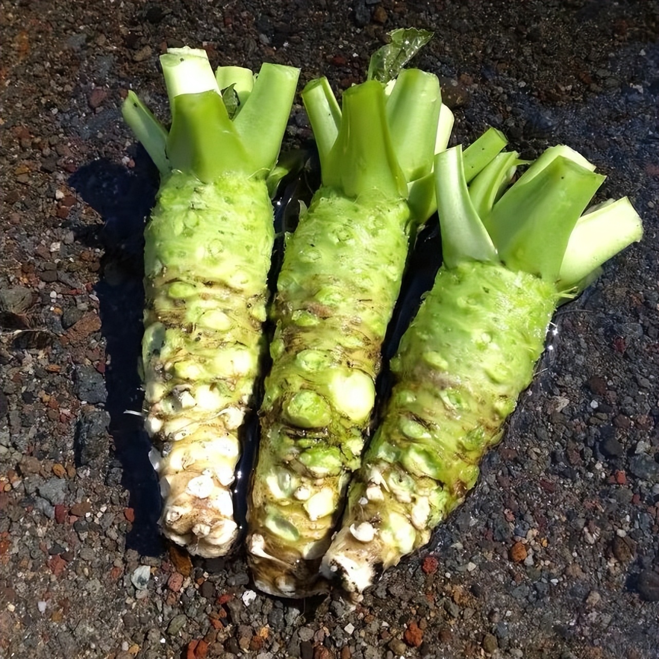 山葵为何如此昂贵,山葵容易种么
