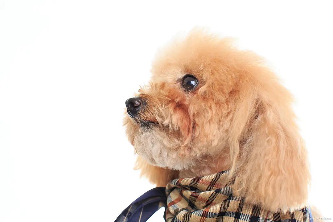 养狗须知如何解决狗狗掉毛问题,泰迪生完小狗拉肚子怎么办啊