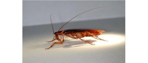 家里蟑螂多用什么杀蟑螂最有效,家里有蟑螂的该怎么消灭蟑螂