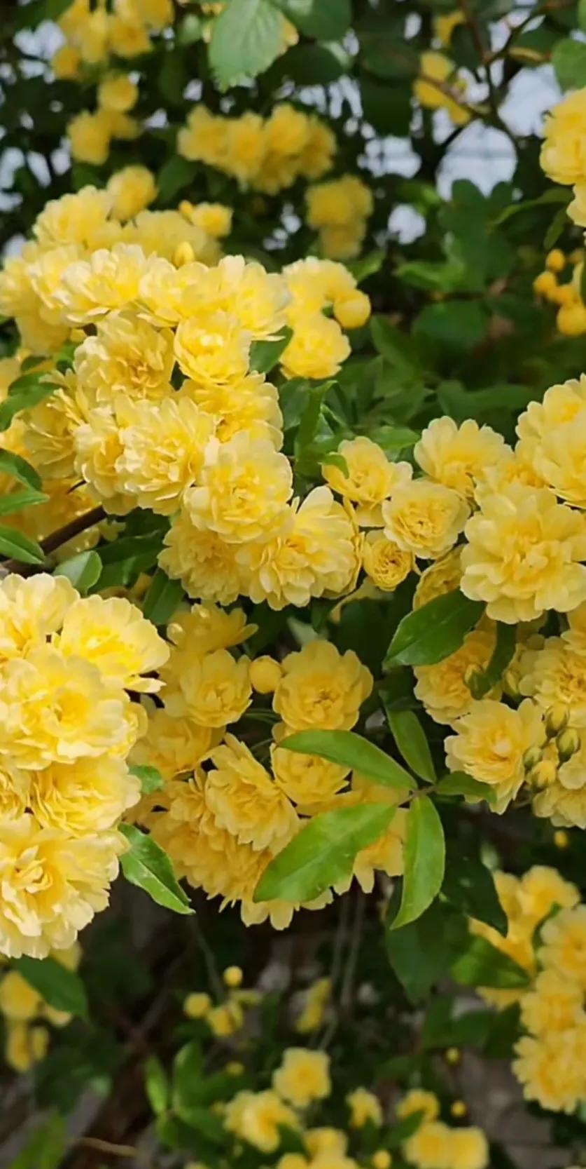 黄木香花的图片大全欣赏,怡人木香花图片欣赏