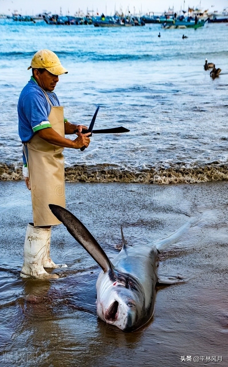 专家解析鱼翅营养的真相,鱼翅有多难吃