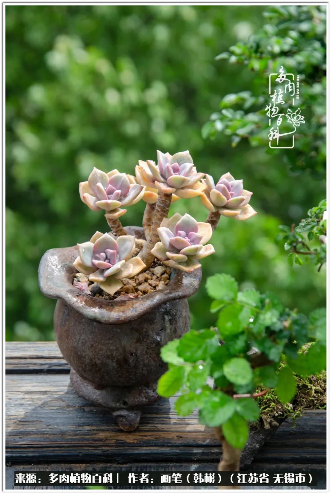 月满西楼别有一番滋味在心头,绿肥红瘦