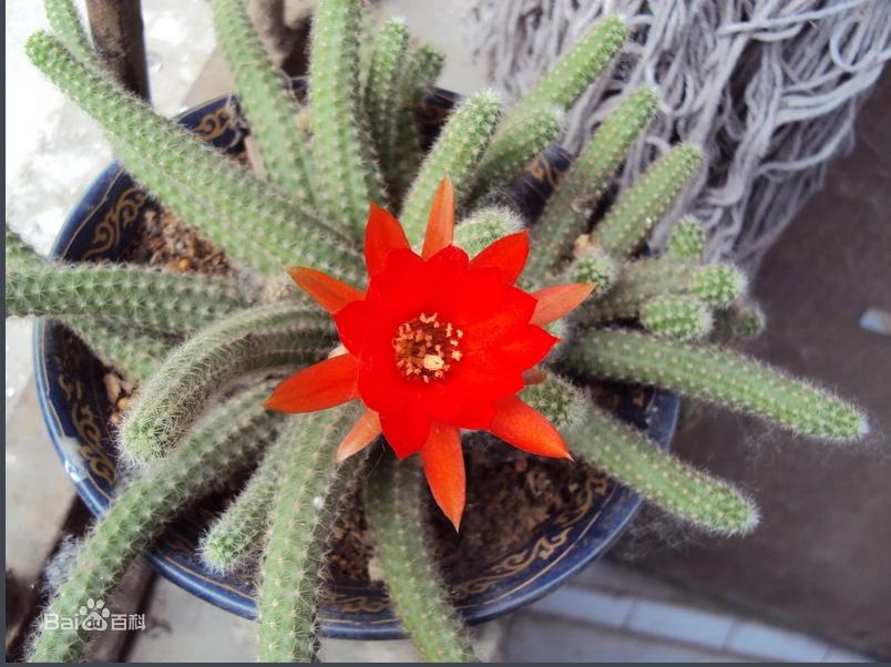 各种仙人掌的种植,仙人掌是扦插好还是带根种植好