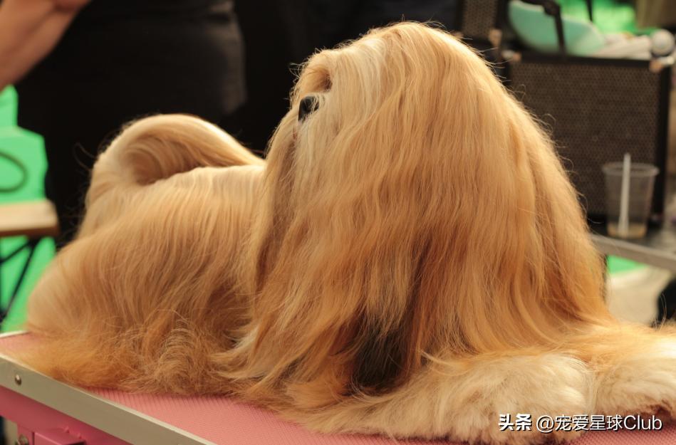 狗狗掉毛都快秃了还痒,狗狗尾巴毛掉秃了怎么回事