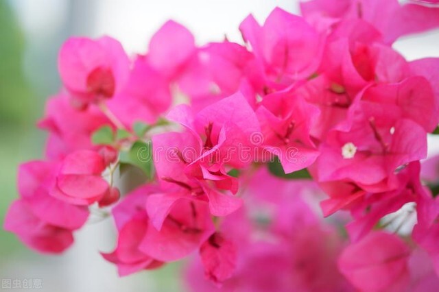 一花一世界一叶一菩提一念之间,一花一叶一世界春暖花开