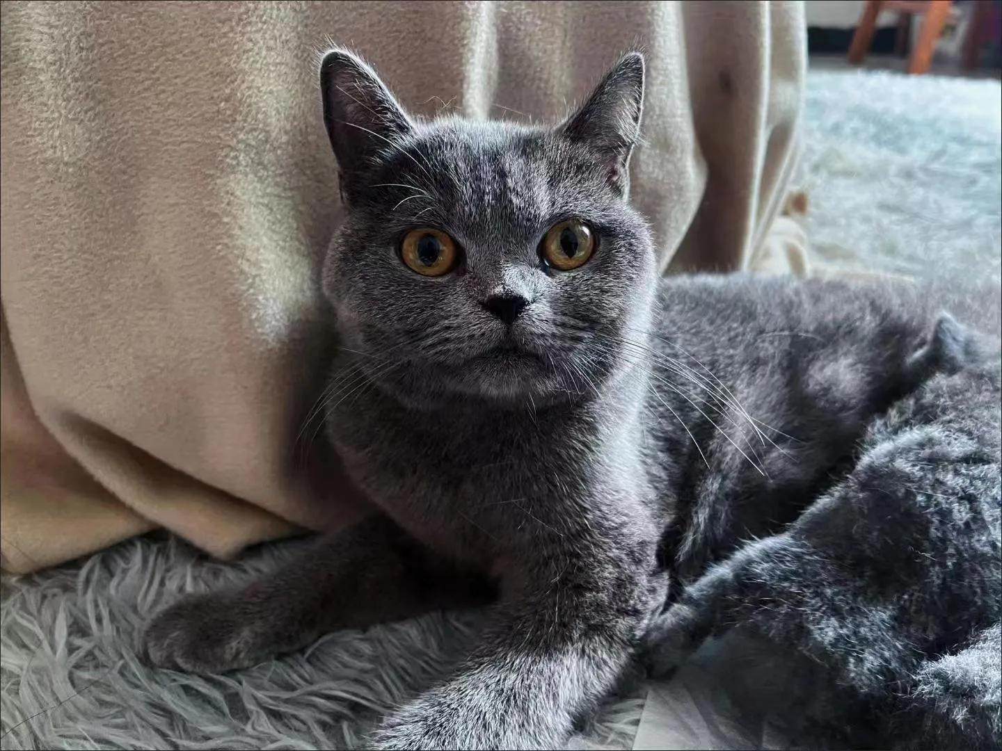 母猫的恶露怎么处理,母猫产后流血不吃东西