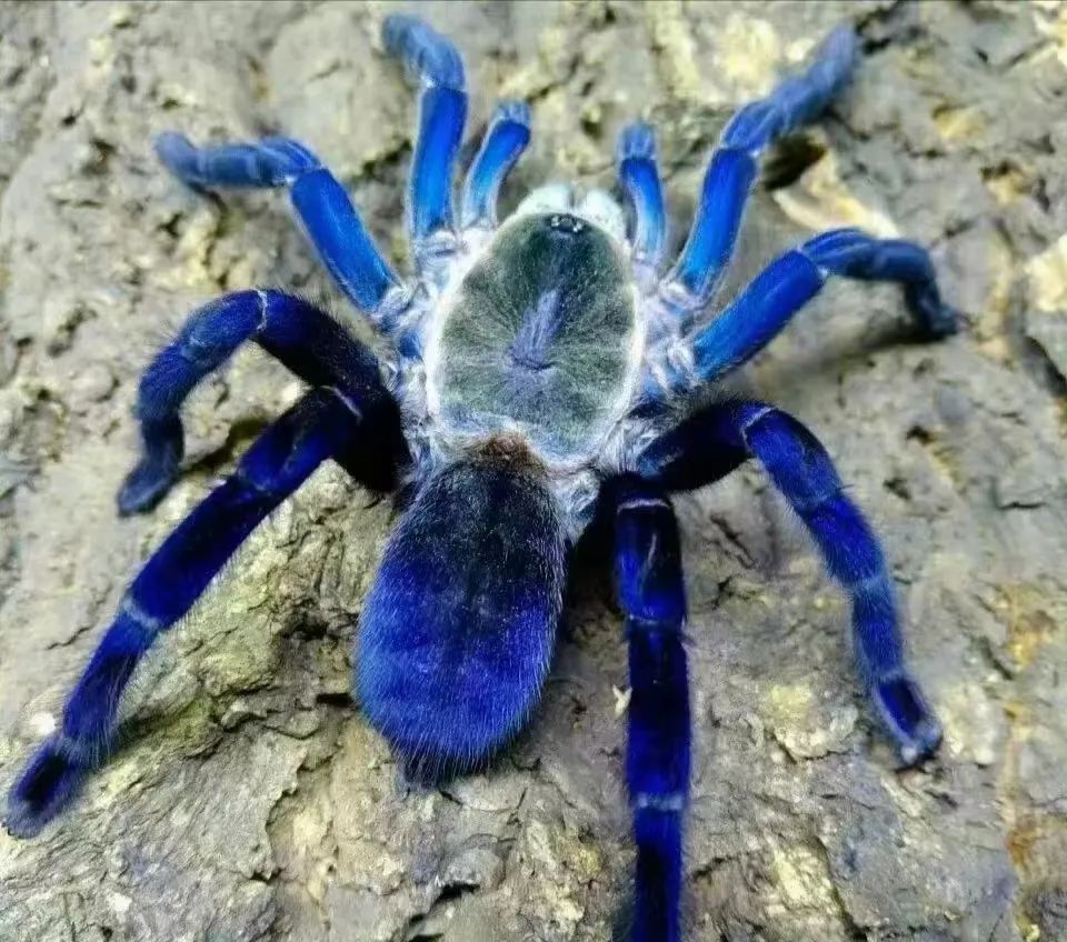 养猫养狗都养不活,养狗养猫养蜘蛛