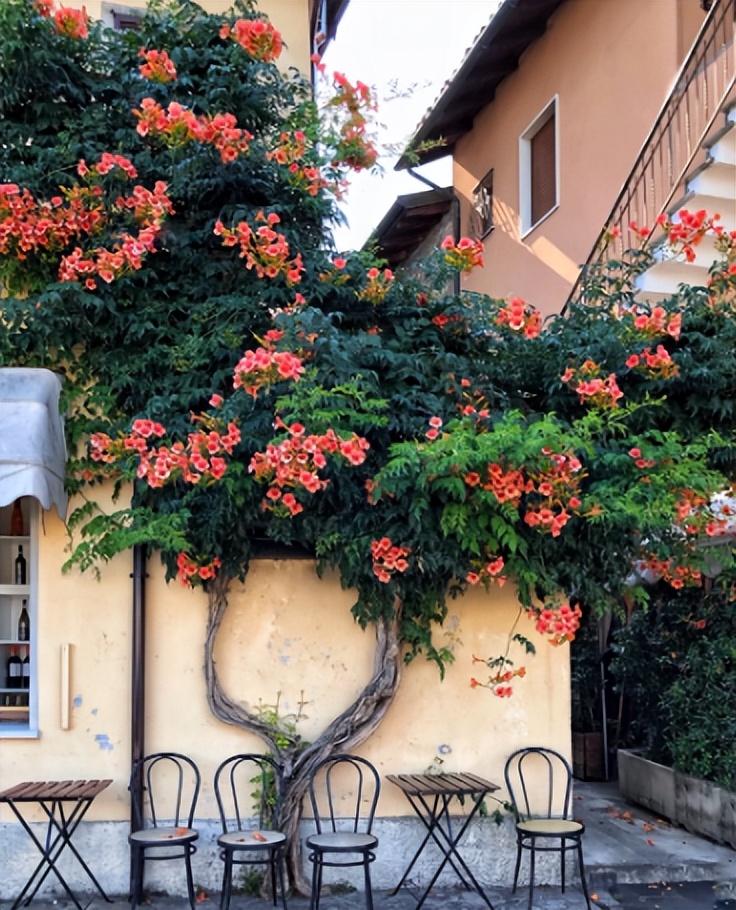 小院大门口种什么爬藤花漂亮,院子做花园