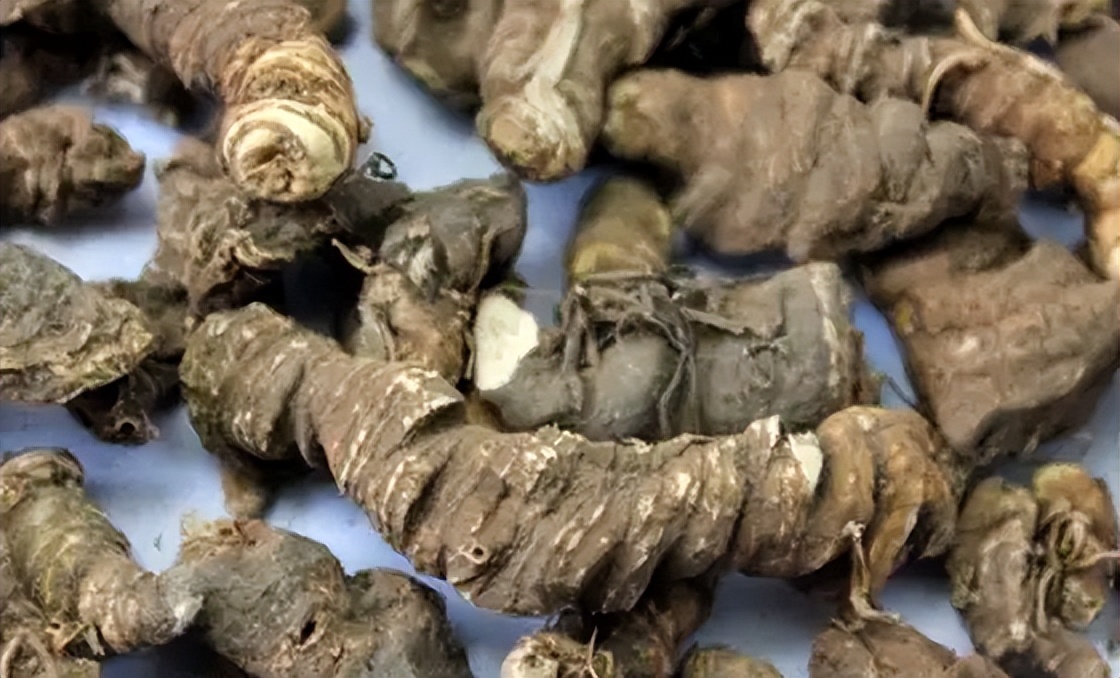 带你识别灵芝,重楼品种识别视频