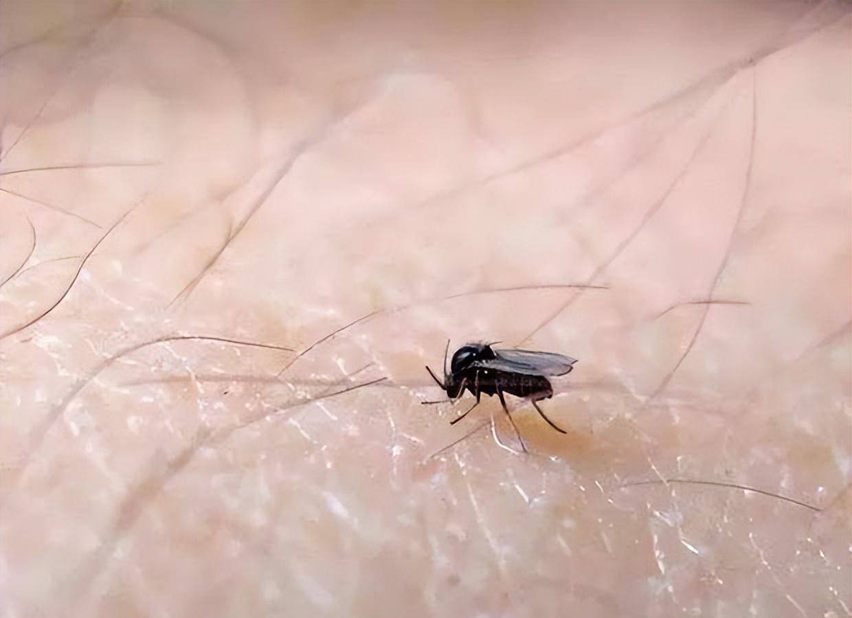 用什么可以杀死小蠓虫最有效,小蠓虫属于什么虫子