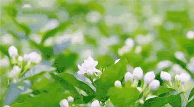 好一朵横州茉莉花搭上“电商快车”走天下