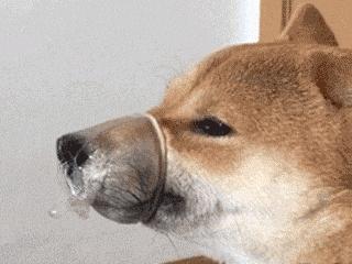 狗狗挑食怎么办最有效的方法,怎么纠正狗狗挑食的习惯