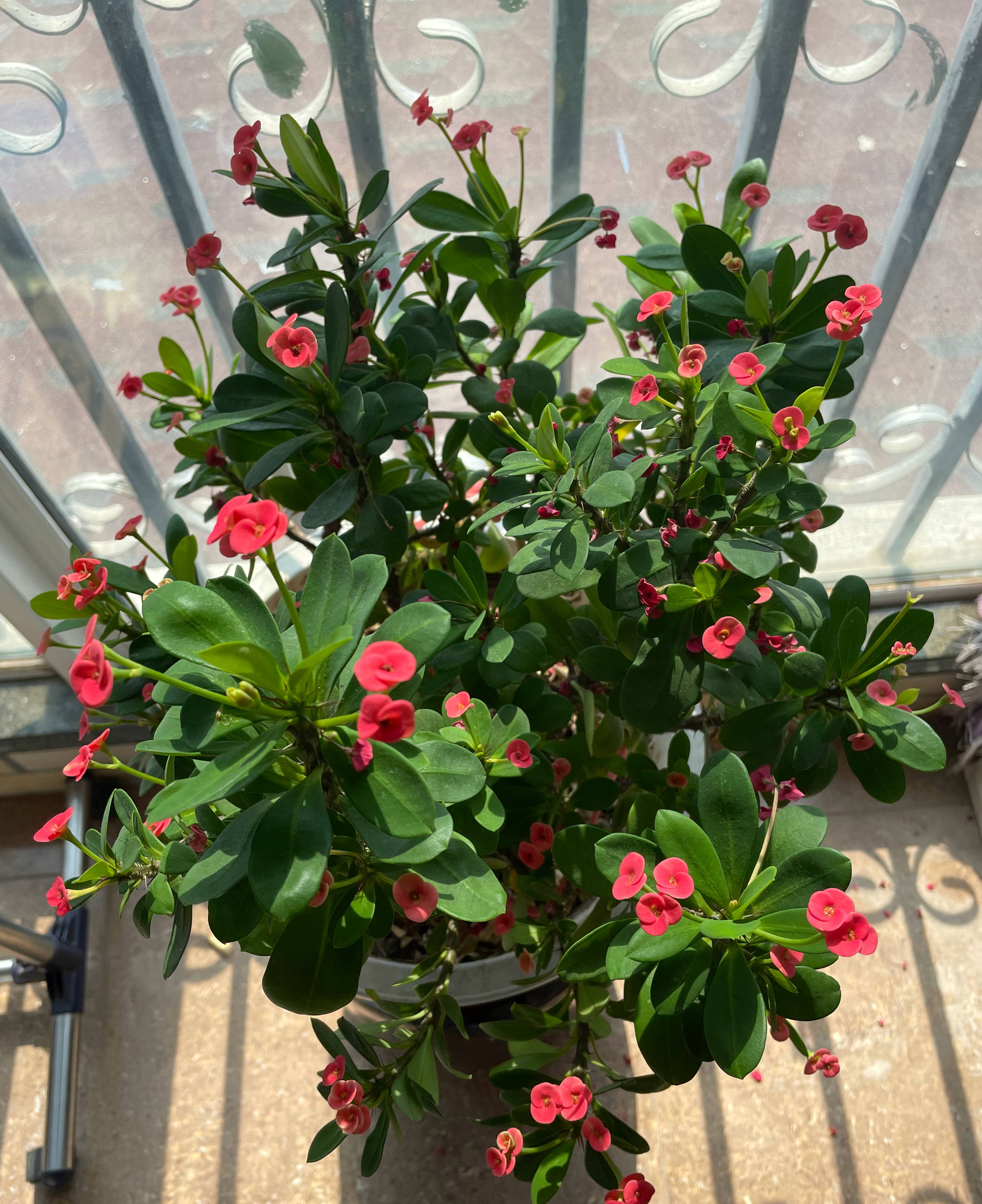 虎刺梅的养护技巧,虎刺梅如何养护花开鲜艳