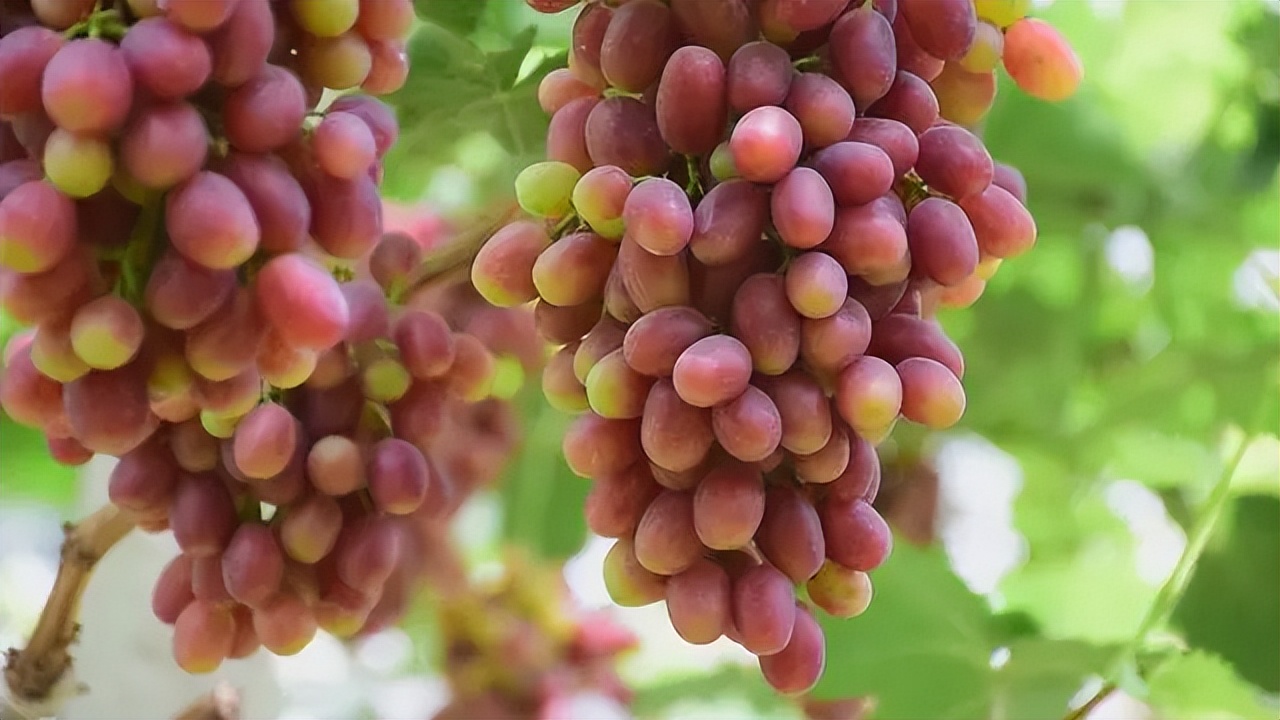 最好吃的爆浆葡萄,香甜爆汁葡萄