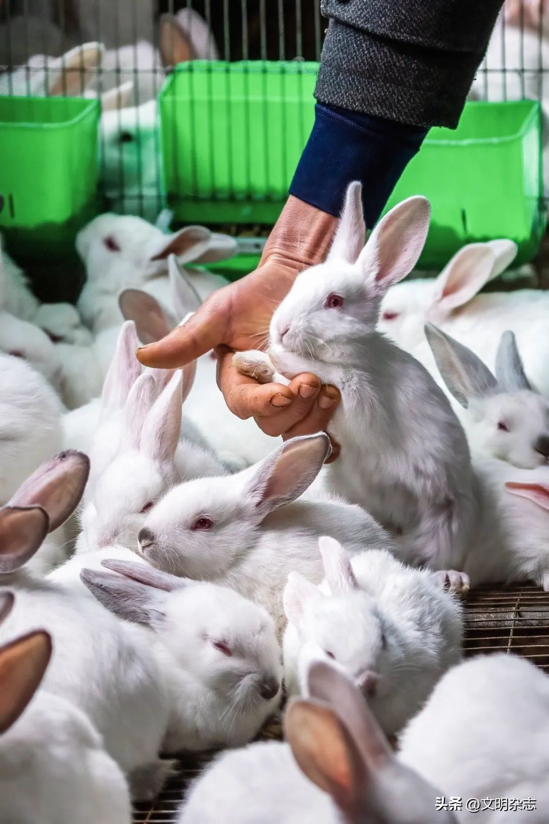 兔子来阳台,兔子来到新家