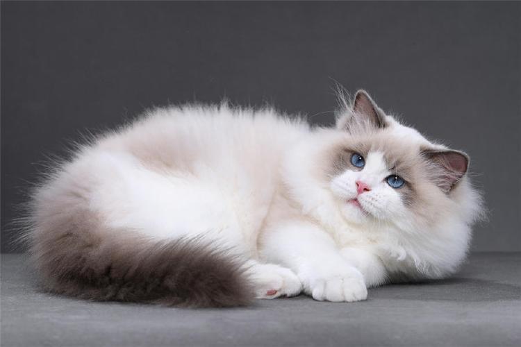 猫忠心还是狗忠心,什么猫忠心