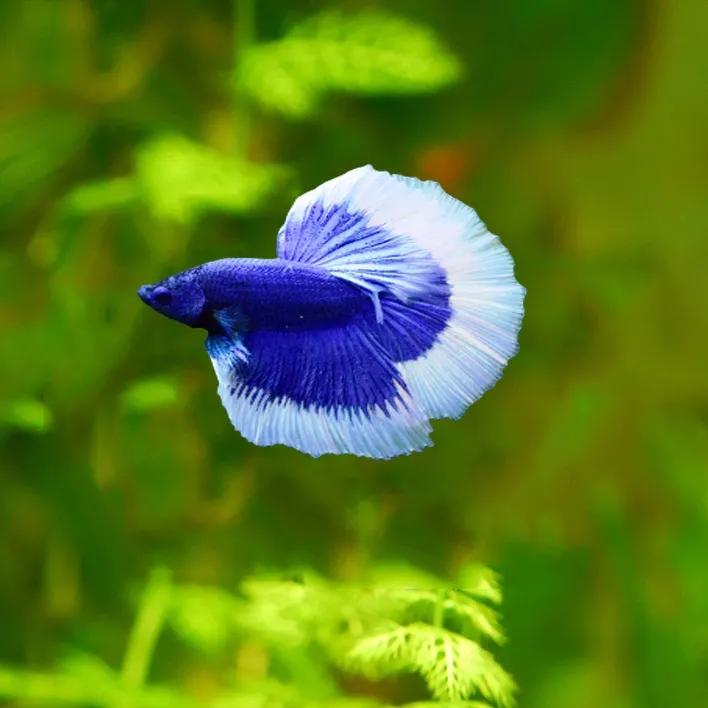 泰国斗鱼好养还是中国斗鱼好养,泰国斗鱼能和中国斗鱼养一起吗