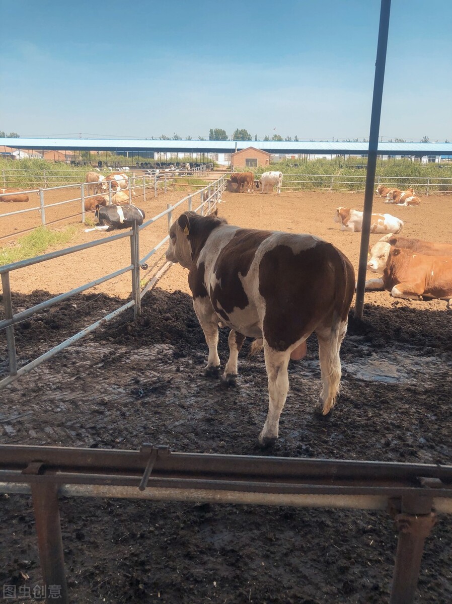 河北肉牛行情今日牛价,2023年牛价格行情陕西肉牛