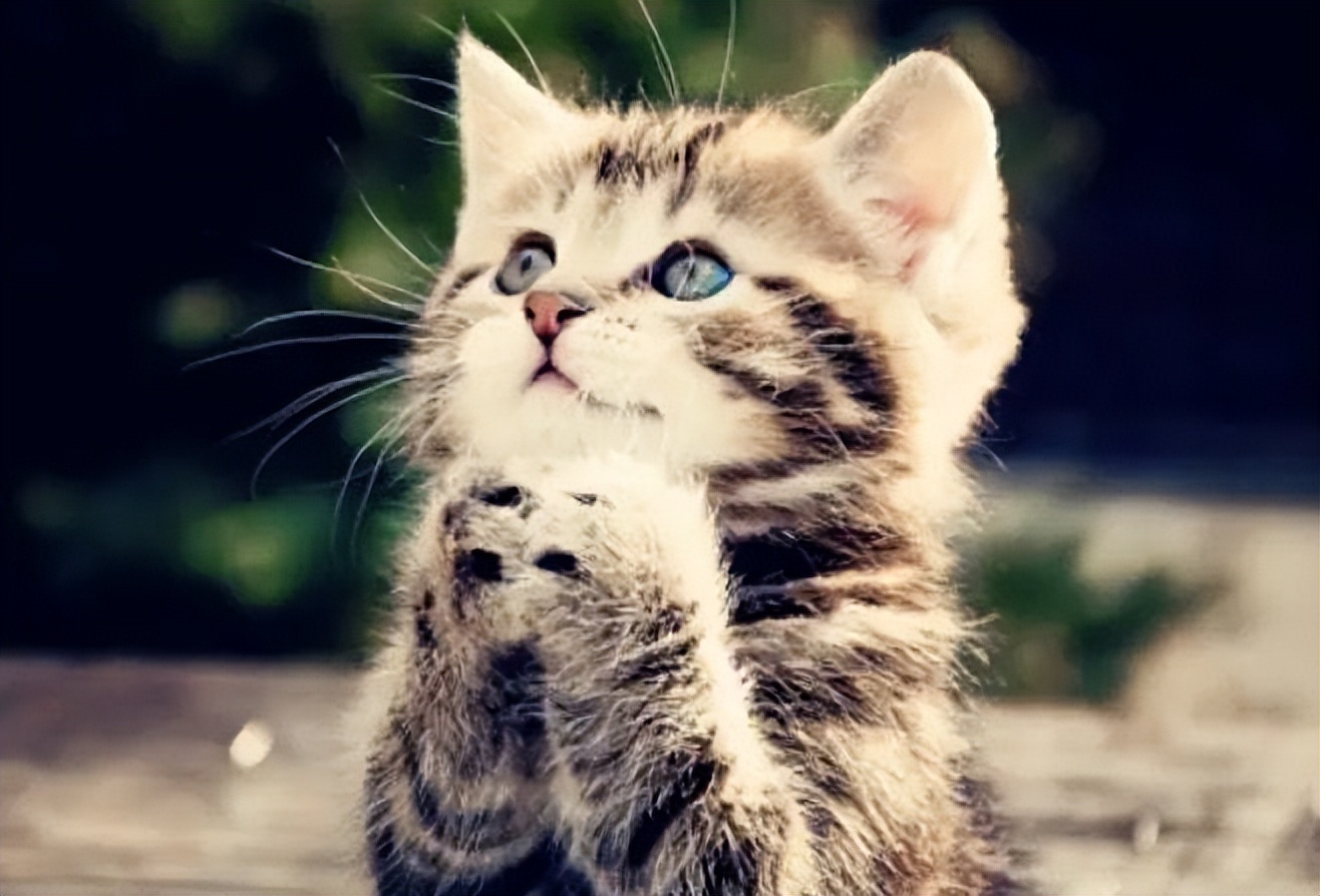 养了一只猫会孤单吗,家里养一只猫会孤单吗