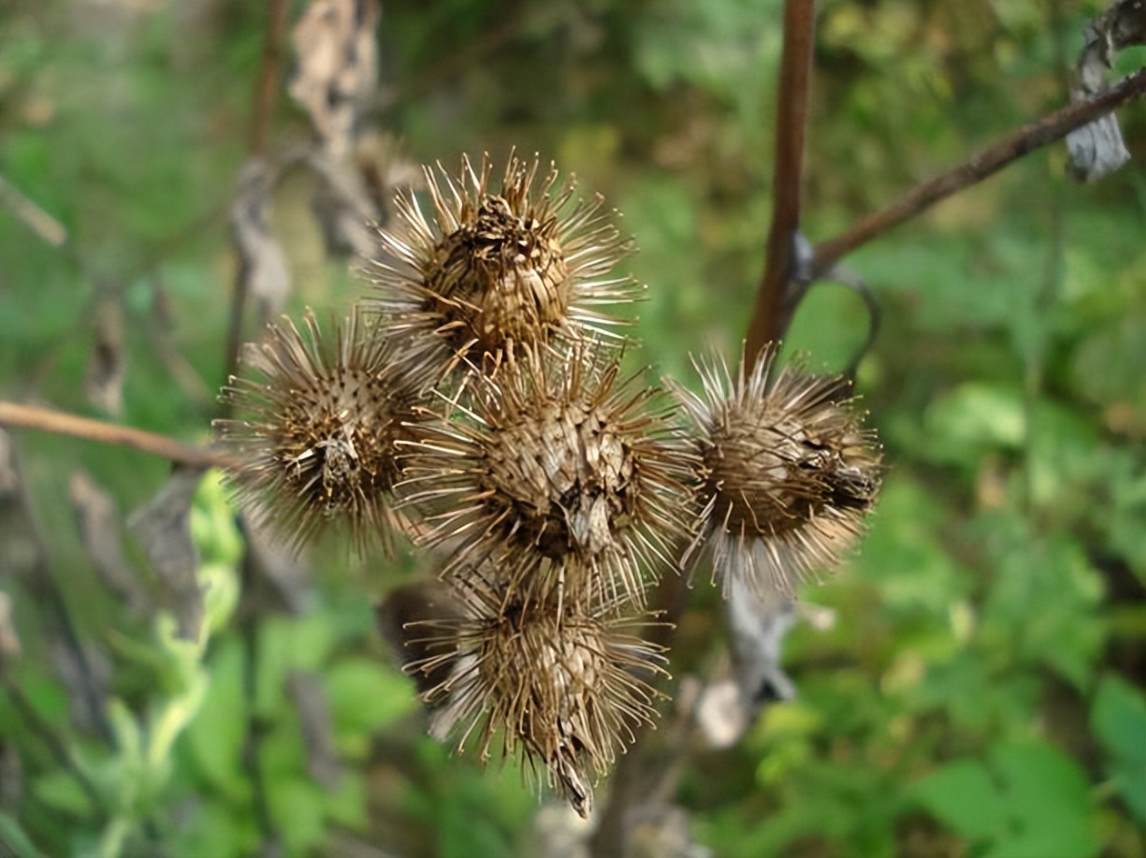 走近中医揭秘健康秘笈,中医甲状腺疾病科普