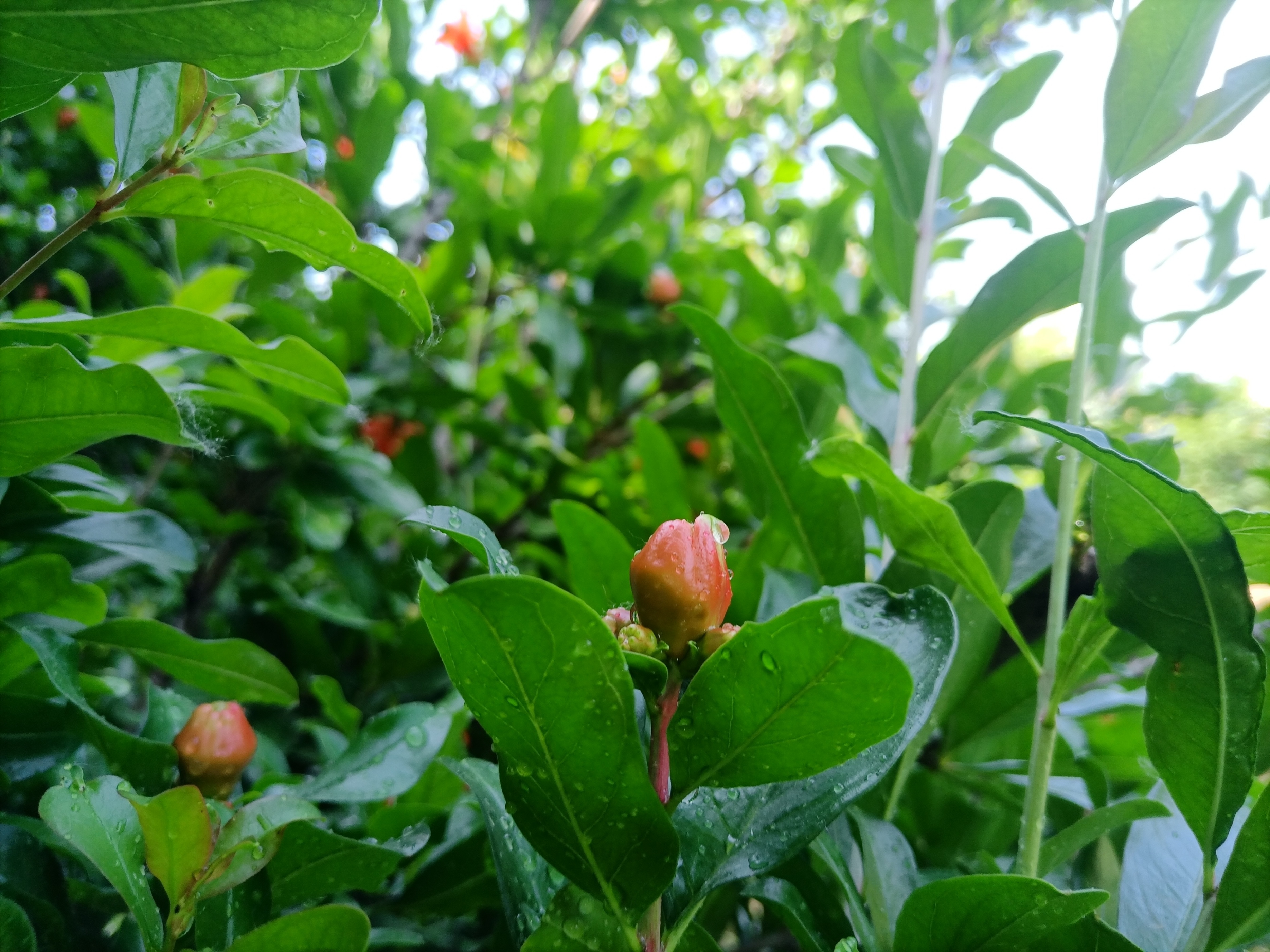 五月石榴花开的唯美诗句,关于石榴花的美文和诗句