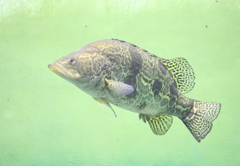 鳜鱼吃跟自己体型一样大的鱼,鳜鱼为什么不吃很小的鱼