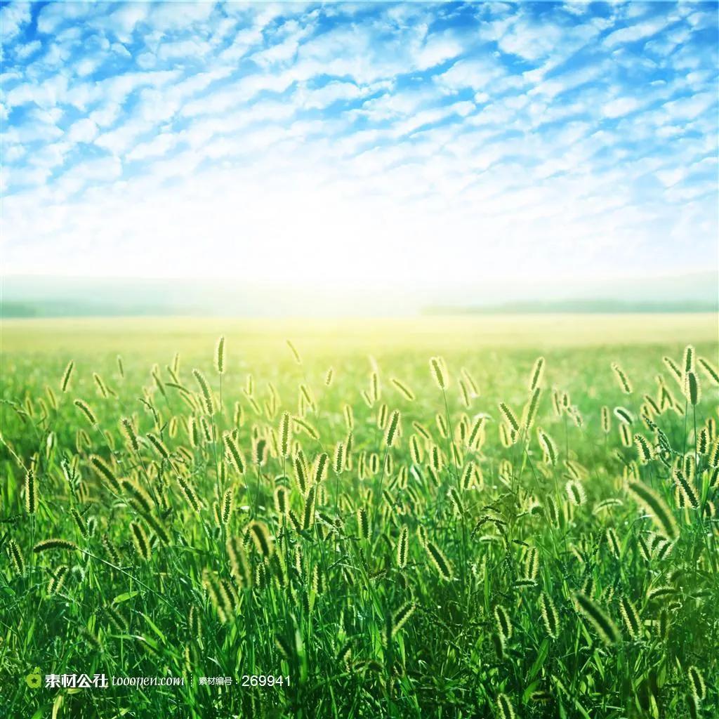 真实大自然风景图片手机壁纸,花草树木壁纸高清风景图片