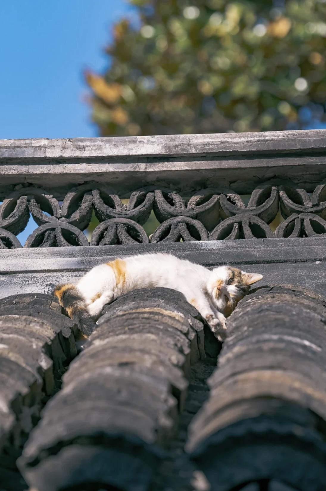 治愈系壁纸｜132张可爱小猫咪的样子