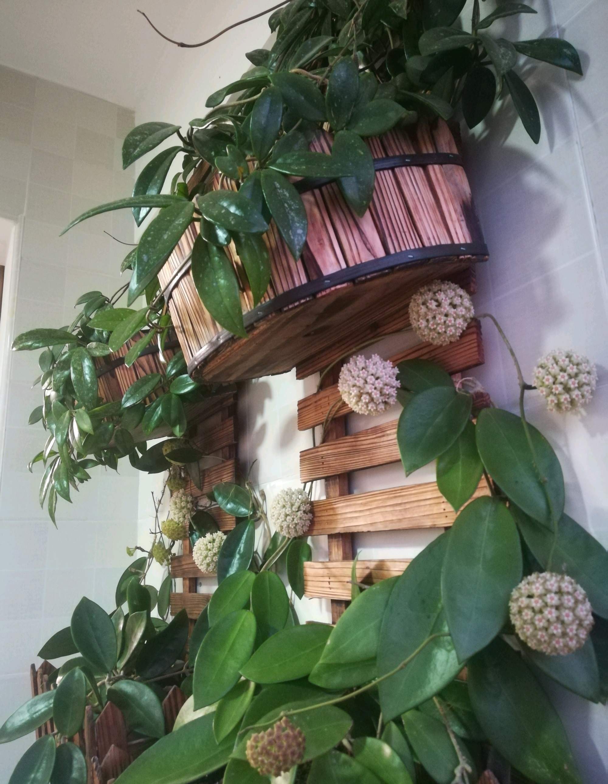 新手养球兰，就选“羊脂玉”，皮实好养，又美又香，而且开花勤奋