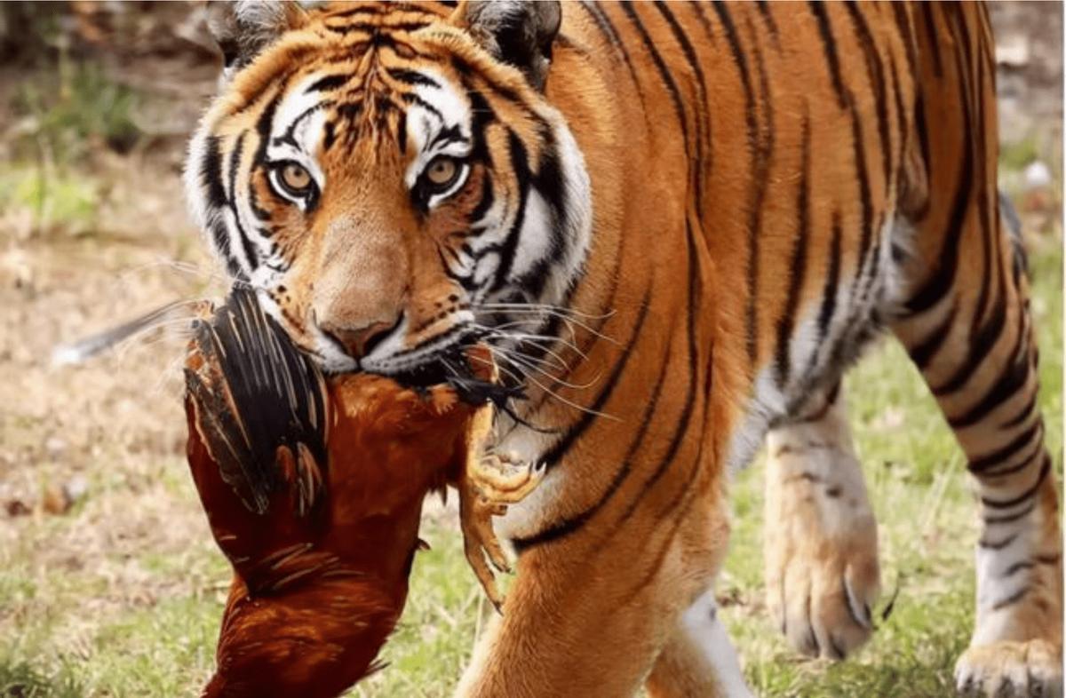 两只华南虎已能野外捕食,广东计划“放虎归山”,就不怕伤人?