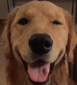 忠诚聪明老实便宜可爱跑得快的狗,什么狗无体味不掉毛聪明好喂养