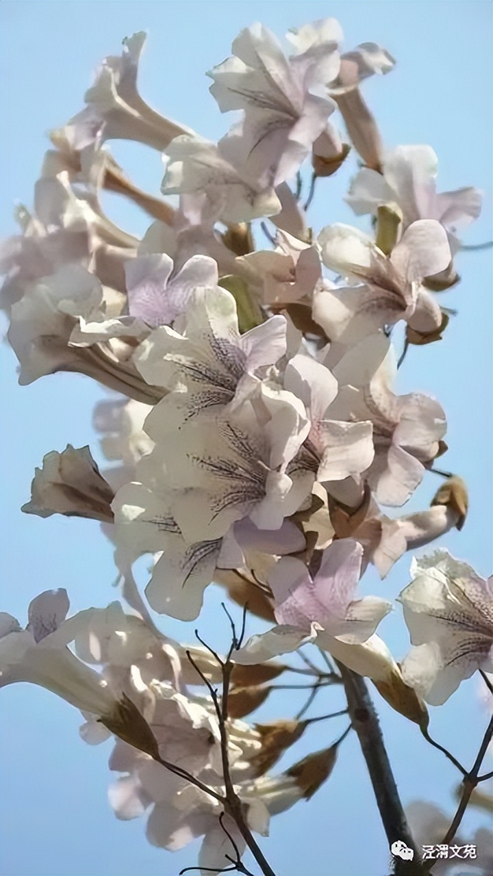 村前桐树花,芬芳吐芳香(散文)任天义