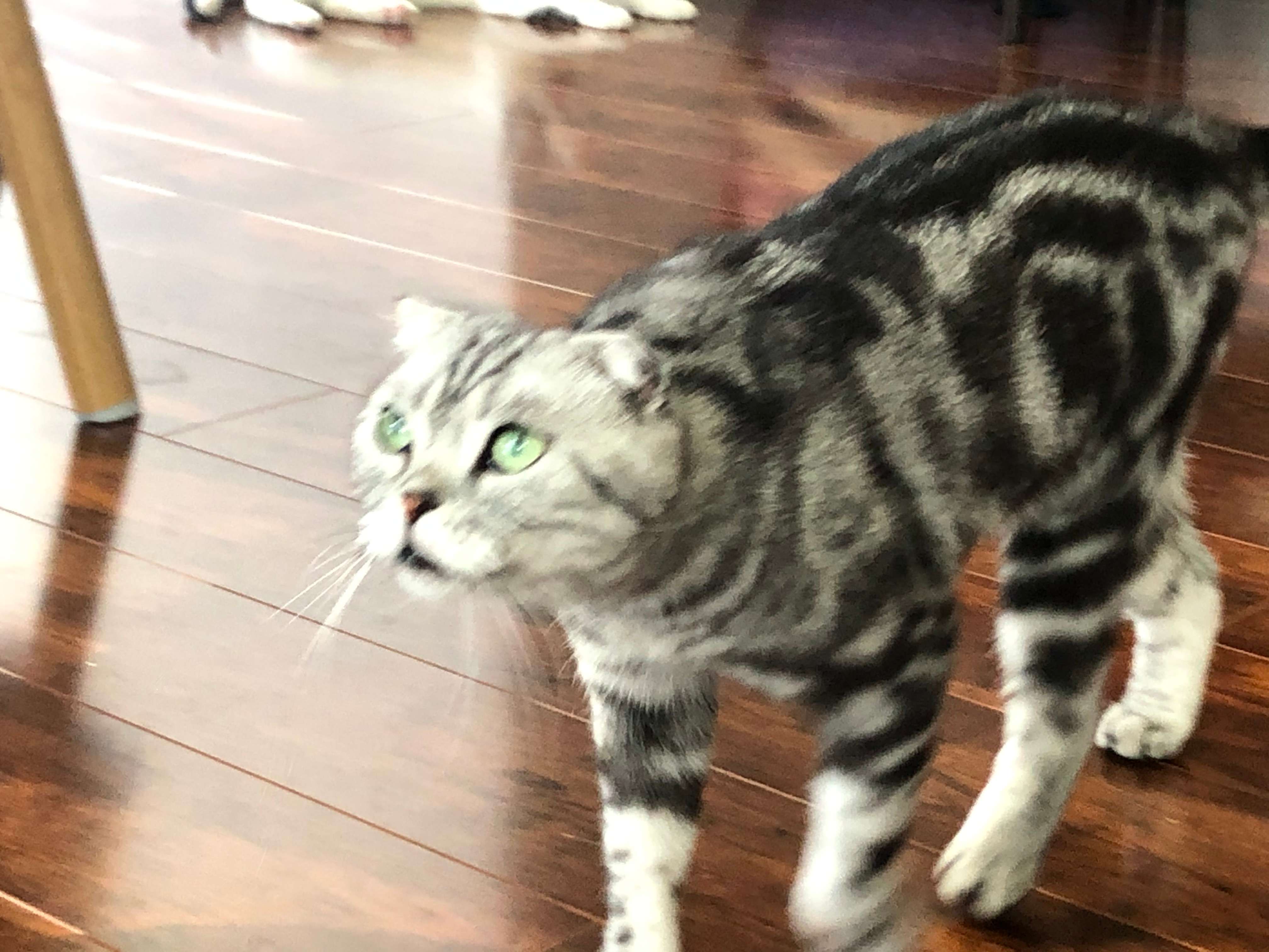 正确看待宠物绝育,猫咪绝育前应该注意的是什么