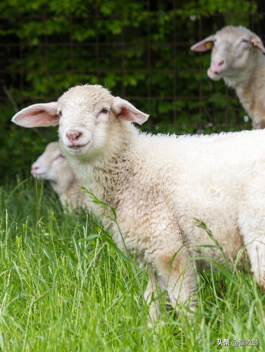 羔羊的护理方法和注意事项,新生羔羊怎么养护