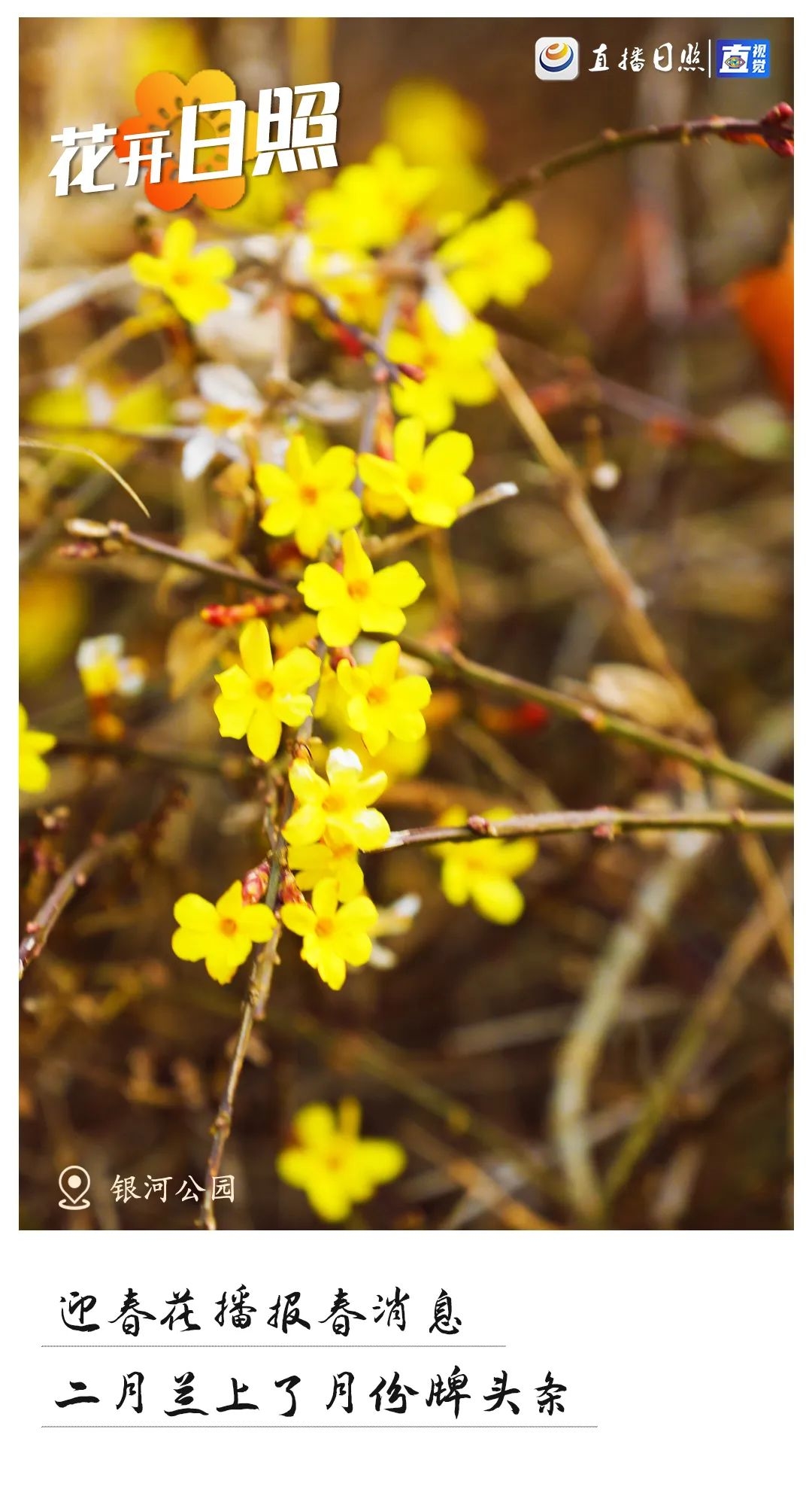 最美日照春暖花开,日照春暖花开旅游