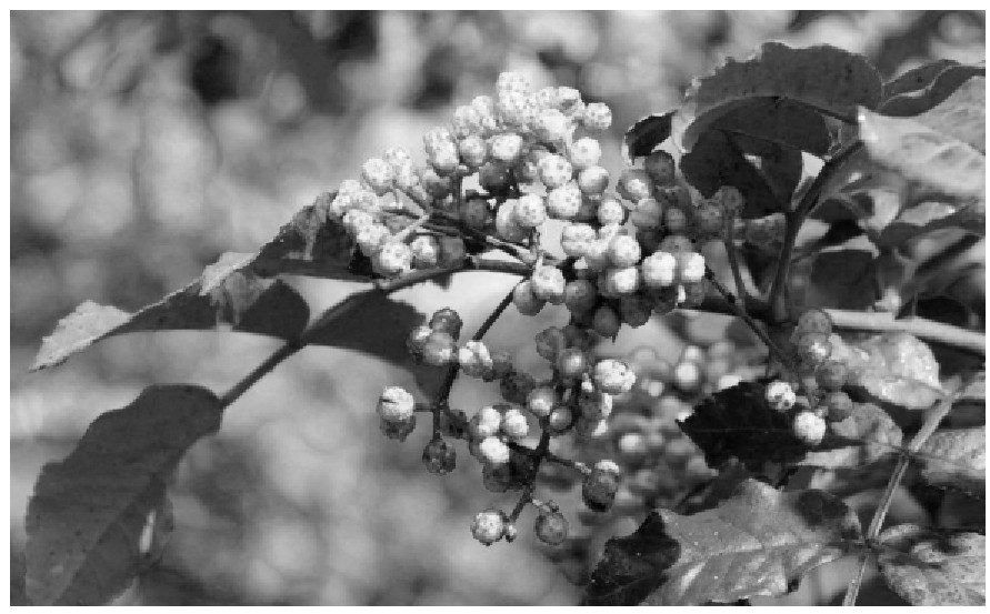 花椒如何实地推广,陕西韩城花椒专卖