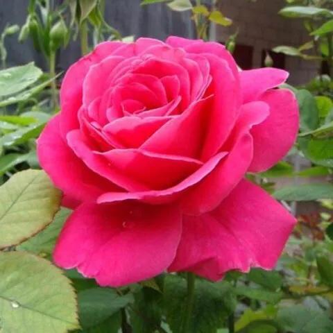 玫瑰花漂亮的图片,分享一个漂亮的玫瑰花图片