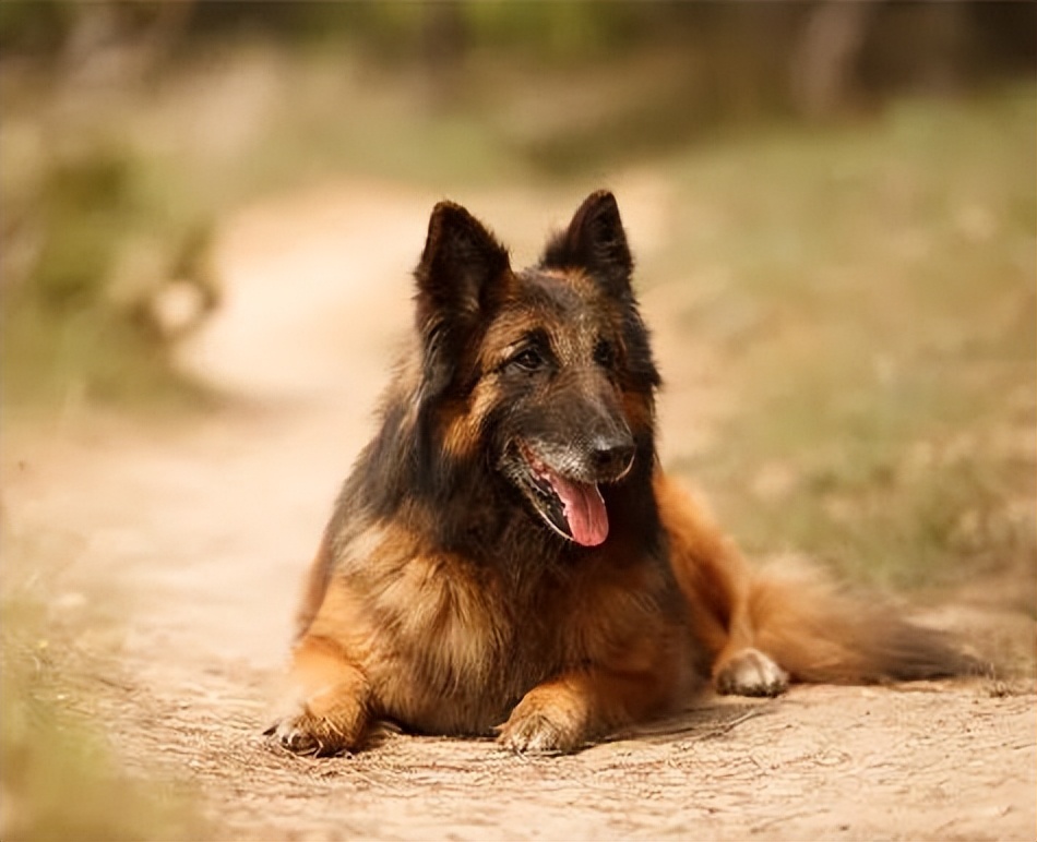 盘点世界十大最聪明的狗狗,全世界最聪明的狗狗十大排名榜